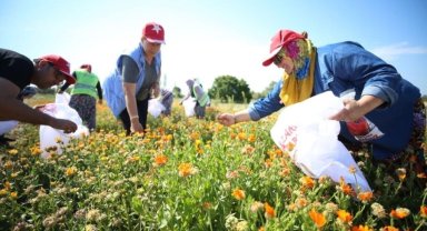 Çanakkale Savaşları'nın yaşandığı Tarihi Alan'da şifalı bitkiler kadınların elleriyle hayat buluyor