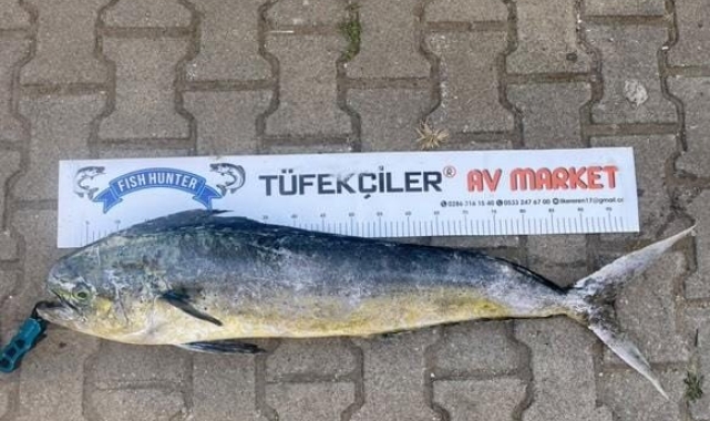 Çanakkale'de amatör balıkçıdan dev lambuka