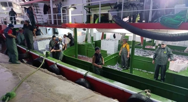 Çanakkale'de denetlenen 232 bin 700 kilogram hamsi karaya çıkarıldı