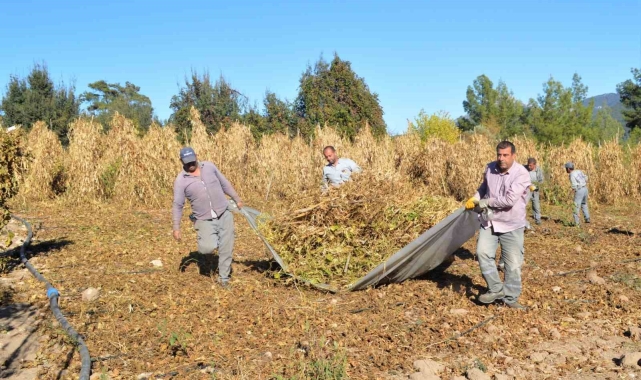 Çandır fasulyesinin hasat zamanı