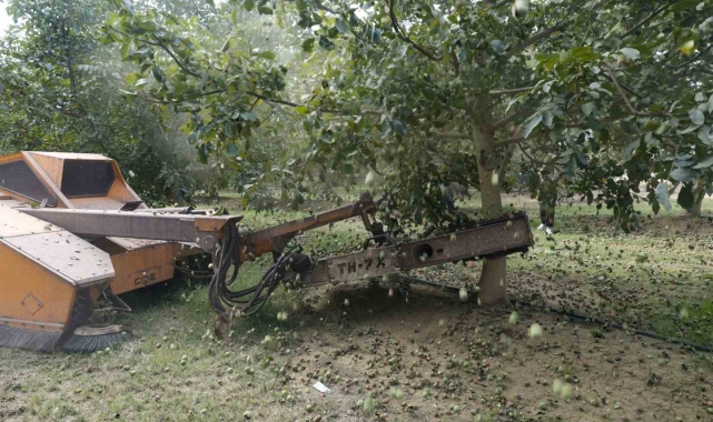 Ceviz hasadından 60 bin ton rekolte bekleniyor