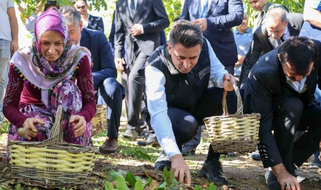 Ceviz üretiminde Türkiye 3'üncüsü Bilecik oldu