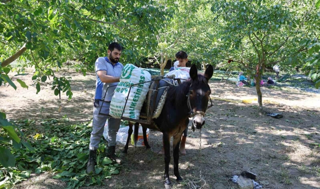 Cevizin tarladan sofraya zorlu yolculuğu başladı