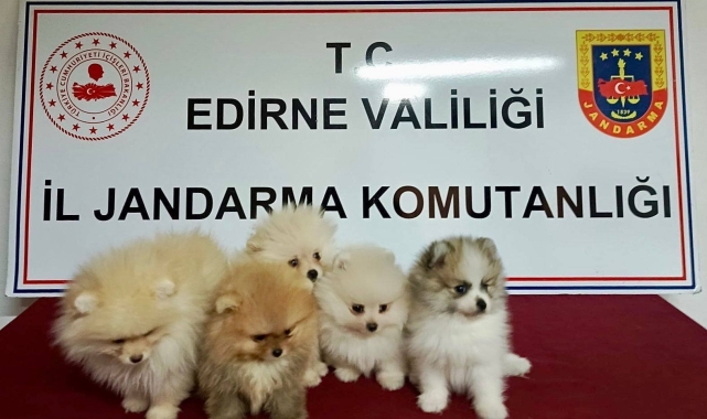 Cins köpekler jandarmayı geçemedi