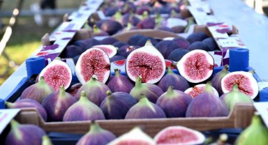 Coğrafi tescilli siyah incirin ihracatı 10 bin tonu aştı