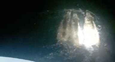 Denizde yüzen domuzlar kamerada