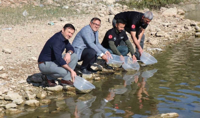 Dicle ilçesindeki Kralkızı Barajına 100 bin pullu sazan yavrusu bırakıldı