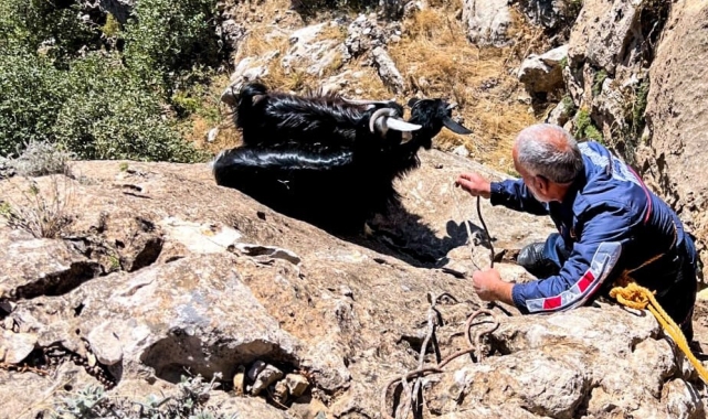 Diyarbakır'da kurt saldırısından kaçan keçiler uçurumda mahsur kaldı