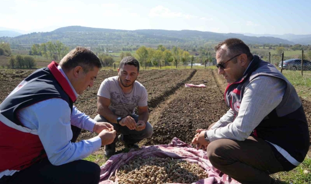 Doğada toplanması yasak olan salebin üretimi artıyor: Kastamonu'da 12 dekar alanda dikim başladı