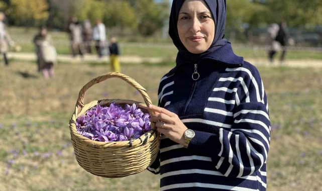 'Dünyanın en pahalı baharatı' safranı hasat etmek için soluğu tarlalarda aldılar