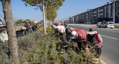 Düzce'de yeşil alanlarda bakım çalışmaları devam ediyor
