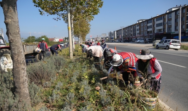 Düzce'de yeşil alanlarda bakım çalışmaları devam ediyor