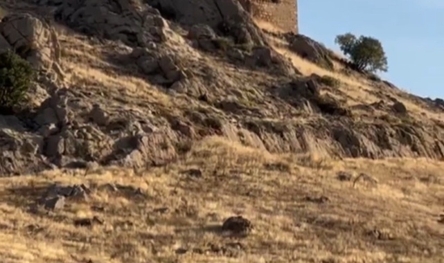 Elazığ'da dağ keçileri sürücü halinde görüntülendi