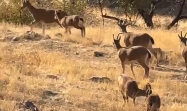 Elazığ'da koruma altında olan dağ keçileri görüldü