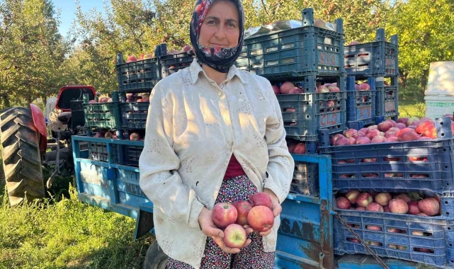 Elma verimi üreticinin yüzünü güldürdü