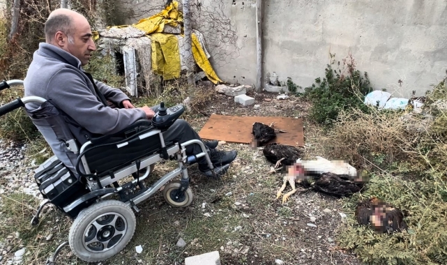Engelli vatandaşın kümesine giren köpekler 10 tavuğu telef etti