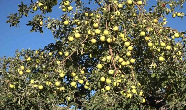 Erciş'te kışlık elma hasadı başladı