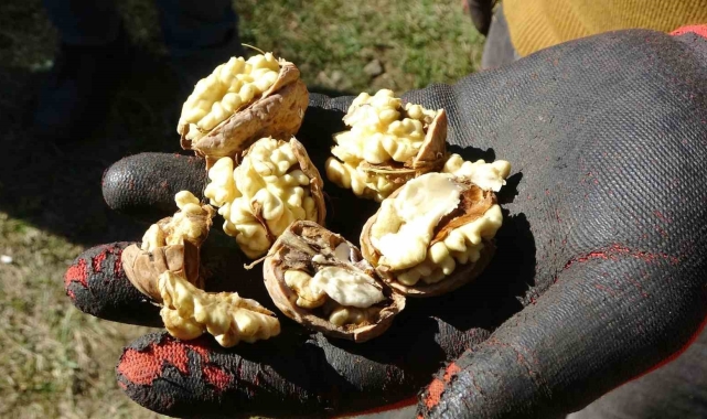 Erzincan'da ceviz hasadı uzun sırıklarla yapılıyor