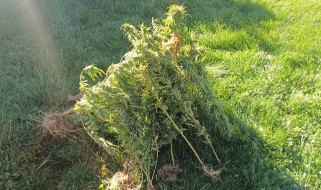 Erzurum'da jandarma 40 kök kenevir ele geçirdi