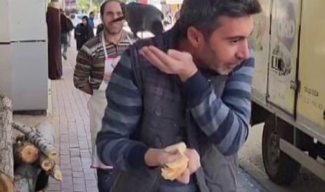 Evcil karga 'ekmeğinin' peşinde: Karnını doyurduktan sonra öpücük atıp gidiyor