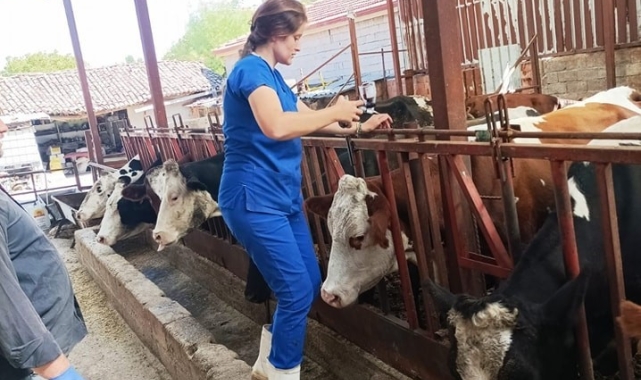 Evciler'de şap hastalığına karşı çalışmalar sürüyor
