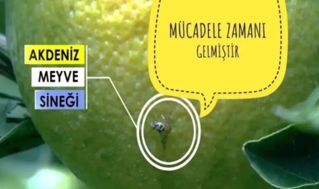Fethiye'de Akdeniz Meyve Sineği ile mücadele