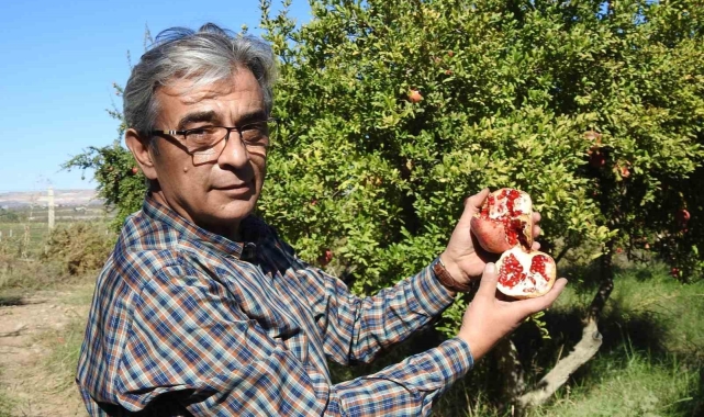 Gaziantep'te çiftçiler nar hasadına hazırlanıyor