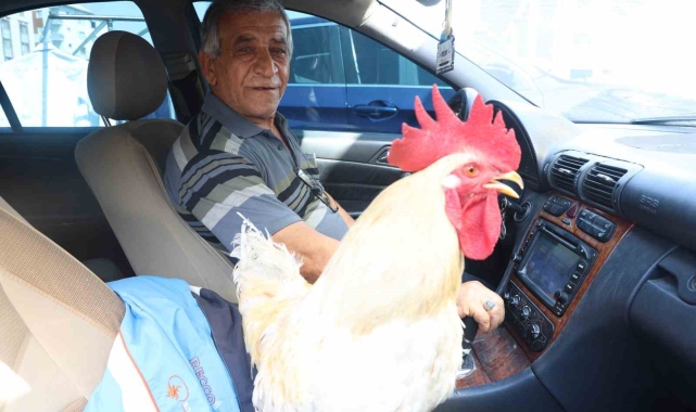 Gelen tüm teklifleri reddeden esnaf, 19 aydır beslediği horozunu Mercedes'iyle şehir turuna çıkarıyor