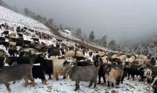Giresun yaylalarına kar yağdı, çobanlar zorlu dönüş yolculuğuna çıktı