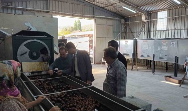 Gölpazarı'nda cevizler kurutmaya bırakıldı