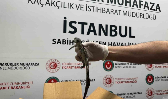 Gümrük Muhafaza ekipleri canlı hayvan kaçakçılığına engel oldu