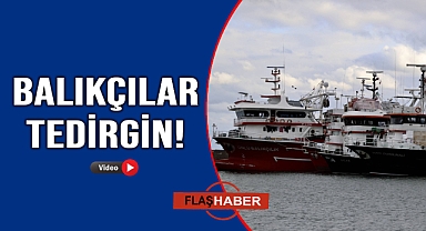 Hamsi avcılığındaki düşüş balıkçıları endişelendiriyor