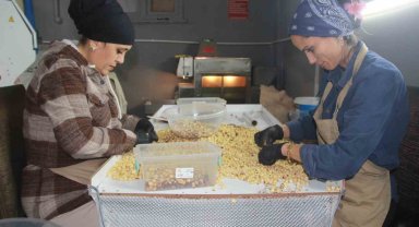 Hasadı biten fındıkta kırma ve kavurma dönemi