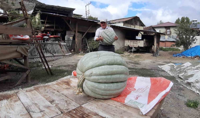 Hayvan gübresiyle yetiştirilen bal kabağı 40 kilogram oldu