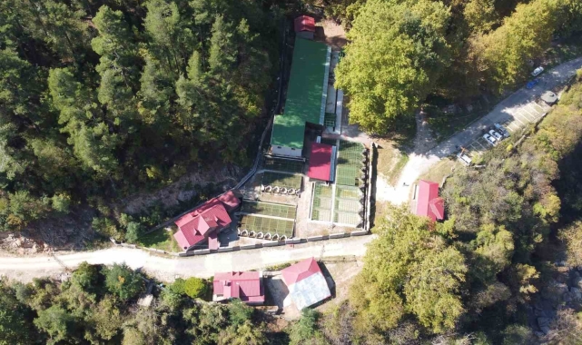 Her yıl 1 milyon 100 bin kırmızı benekli yavru orman içi sularıyla buluşuyor
