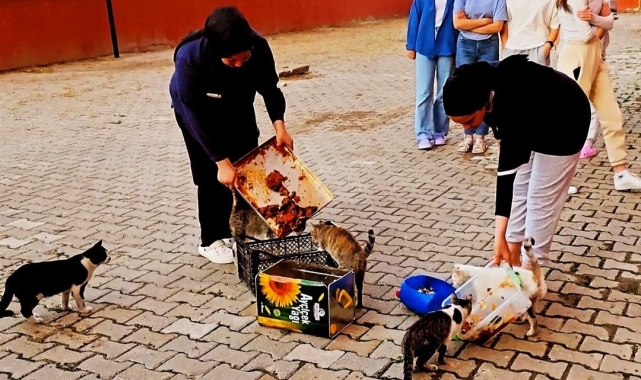 Hisarcık'ta yurt öğrencileri artan yemeklerle kedileri besledi