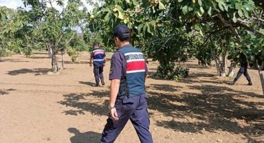 İncir çalarken suçüstü yakalandılar