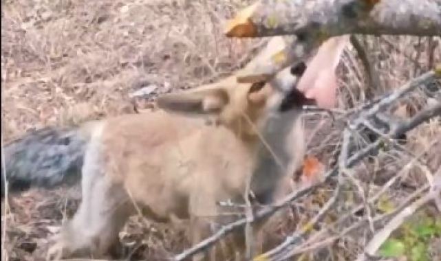 Isparta'da vatandaşlardan tilkiye tavuk ikramı