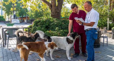 İzmir'de sahipsiz köpeklerin sayımı başladı