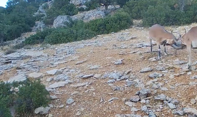 Kafa kafaya vuruşan dağ keçileri fotopakana takıldı