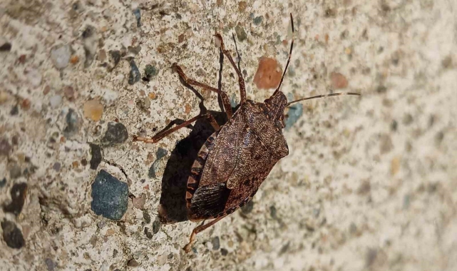 Kahverengi kokarcada kışlak uyarısı: "Öldürmezsek 400 böcek olarak geri dönecek"