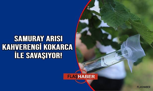 Kahverengi kokarcayla mücadele için 207 bin "samuray arısı" salımı yapıldı