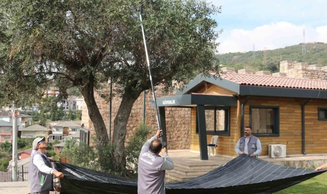 Kamusal alandaki zeytinler ihtiyaç sahipleri için toplanıyor