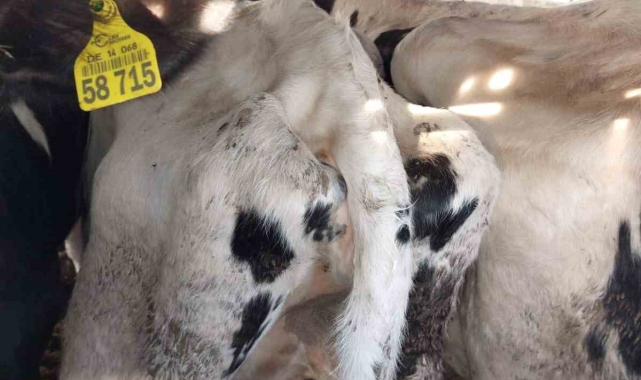 Kapıkule'de iki tır dolusu 69 gebe düve mavi dil hastalığı iddiasıyla imha edildi