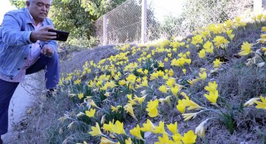 Karabağlar Yaylası'ndan göçün işareti: Göç Göç Çiçeği