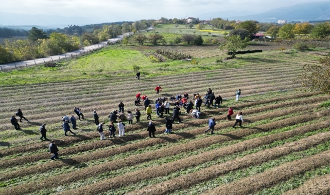 Karabük'te safran hasadı yapıldı