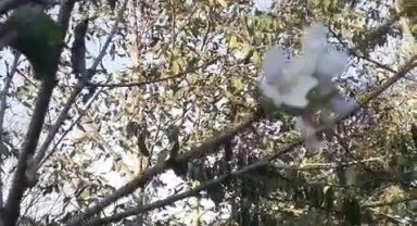 Karabük'te elma, erik ve kiraz ağaçları ekim ayında çiçek açtı