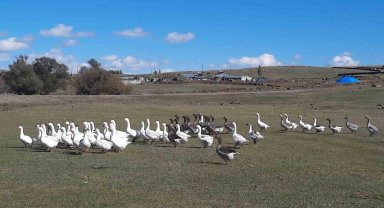 Kars'ta kazlar kesim öncesi besiye alındı