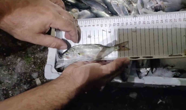 Kastamonu'da 56 kasa avlanabilir boydan küçük balık ele geçirildi