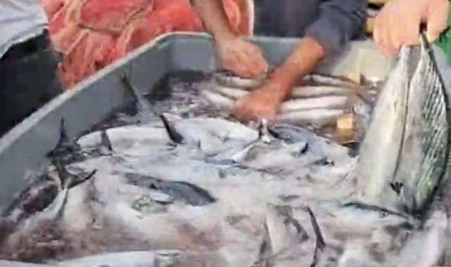 Kastamonu'da palamut bolluğu yaşanıyor